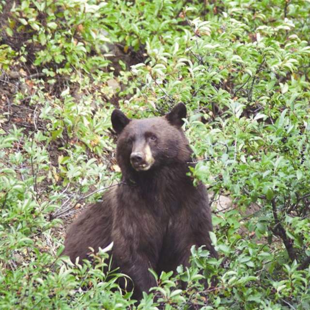 Tour Yellowstone/Grub Steak Expeditions LLC